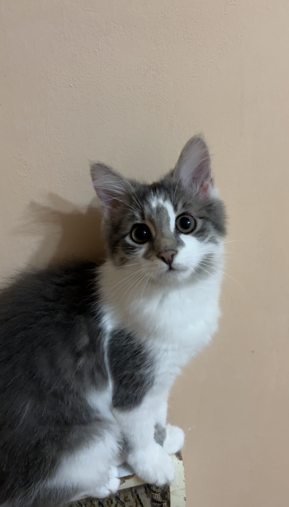 Фото питомца